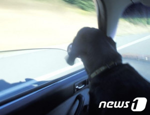강아지안고운전했다간…사람·동물위협하는도로위흉기된다