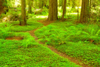 [양희관의 아름다운 세상] 청정지역 험볼트 레드우드 스테이트 파크(Humboldt Redwoods State Park)