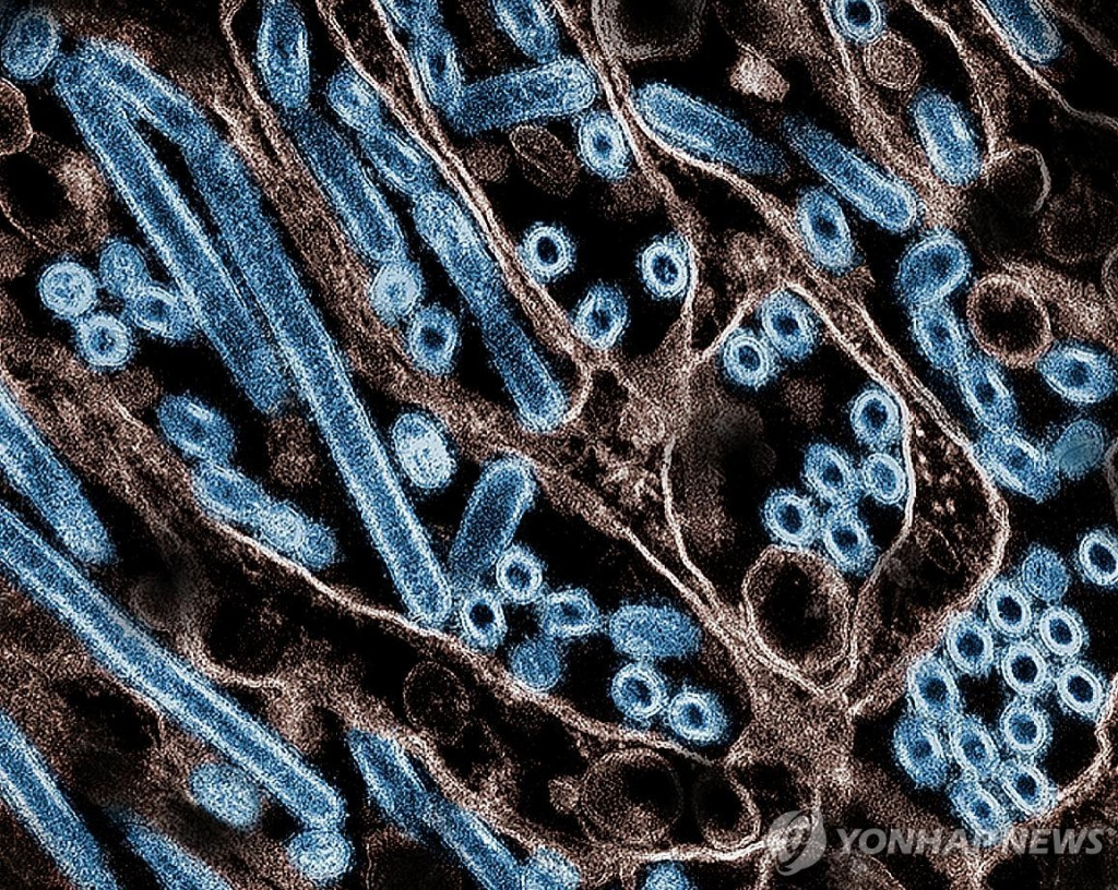 현미경에 투과된 조류 인플루엔자 H5N1 바이러스 이미지[AFP=연합 자료]