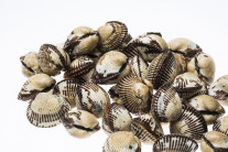 걸리면 치사율 50% ‘비브리오 감염균’…올해도 빨리 찾아왔다