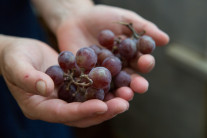 “일론 머스크가 매일 먹는 루틴”…레스베라트롤이 뭐길래?