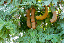 “이게 몸에 좋아?” 맛좋은 향신료라는데…관절까지 도와준다니…정체가 뭐야?