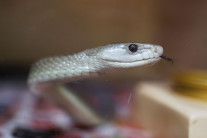 18년간 ‘독사’에 일부러 200번 물린 미국인…”해독제 개발에 도움”