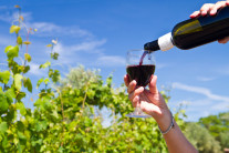 [리얼푸드] 내추럴·유기농 와인, 차이 아시나요?