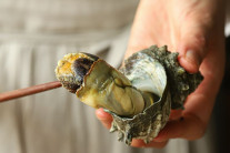 제철 소라, 내장·침샘에 든 독소 주의