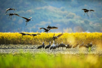 “전봇대 사라지니 7600마리 날아왔다”…관광객도 400만명 증가, ‘기적의 도시’ 순천