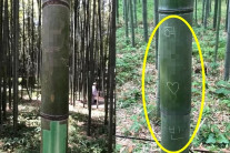 “일본서 나라 망신”…명소 대나무숲에 ‘한글 낙서’ 눈살