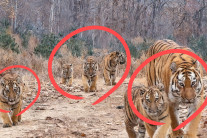 “가짜인 줄 알았더니, 진짜다” 놀라운 발견, ‘백두산 호랑이’ 대가족 포착…무슨 일이 [지구, 뭐래?]