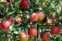 “2위가 탄산음료”…한국인, 당 섭취 가장 많이 하는 1위는 ‘사과’