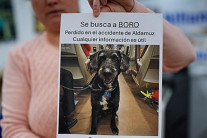 “보로 찾기 운동” 열차참사뒤 반려견 실종됐었는데…나흘만에 기적 상봉