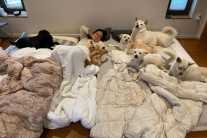 이효리, 반려견과 일상 공유했을 뿐인데…“개판이네” vs “무슨 상관”