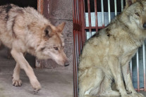 온국민 ‘늑대 앓이’ 이젠 늑구빵까지 등장했다…50개 금세 팔려