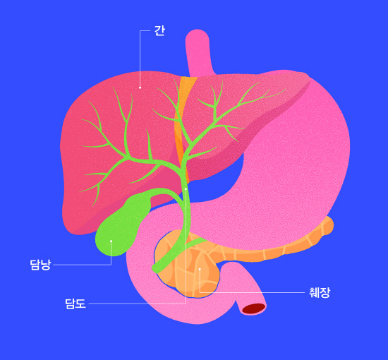 20240827 간담도췌장 사진